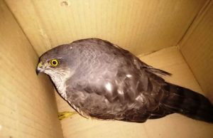 A Savona uno sparviere abbattuto dal vento