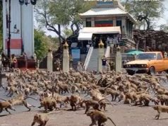 Effetto coronavirus, il video virale di centinaia di scimmie