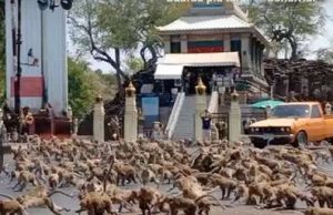 Effetto coronavirus, il video virale di centinaia di scimmie