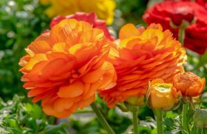 Grande preoccupazione tra i floricoltori liguri