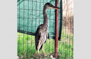 Enpa Savona salva airone cenerino caduto dal nido