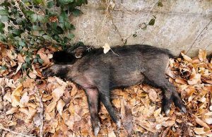 Cinghiale investito a Cadibona. Appello Enpa: occorono volontari