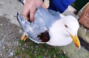 Gabbiano reale salvato dai VVF a Millesimo, Enpa ringrazia
