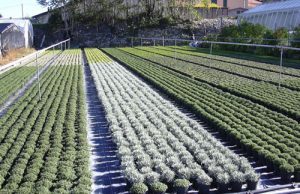 Florovivaismo e Viticoltura alle corde per il coronavirus