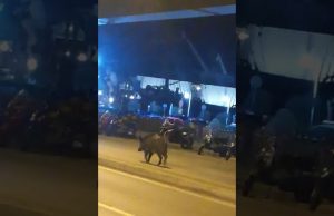 Tempi duri per un cinghiale in via Gramsci a Genova | Video