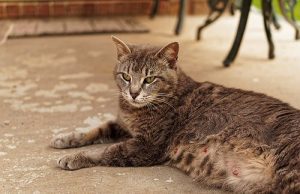 Gatta in pericolo a Savona