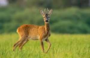 Scontro tra auto e capriolo sulla A6, Savona-Torino