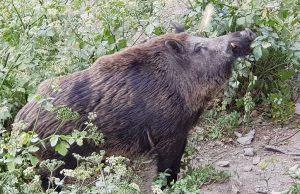 Gabbie per cinghiali rimosse ad Albissola Mare in zona Bruciati