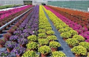 Ciangherotti vs Vazio: rimborsi florovivaisti siano calcolati nel mese di marzo