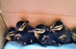 L’Enpa Savona salva nidiata di germani reali