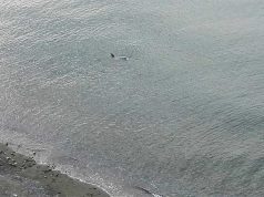 La sorpresa del lunedì, in mare a pochi metri dalla spiaggia di Voltri