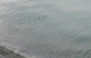 La sorpresa del lunedì, in mare a pochi metri dalla spiaggia di Voltri