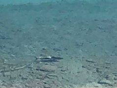 La sorpresa di Pasqua a Mentone? Uno squalo a pochi metri da riva Sui social il video di uno squalo a Bordighera, ma è un fake