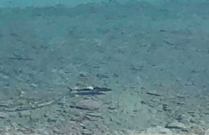 La sorpresa di Pasqua a Mentone? Uno squalo a pochi metri da riva Sui social il video di uno squalo a Bordighera, ma è un fake