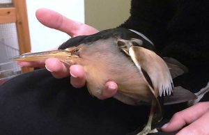 Enpa Savona: salvati tarabusino e quaglia