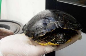 Enpa Savona lamenta assenza volontari, recuperata tartaruga