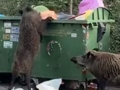 Avvistamento di cinghiali in corso Gastaldi, interviene la Polizia locale Avvistamento di cinghiali in corso Gastaldi, interviene la polizia locale