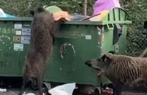 Avvistamento di cinghiali in corso Gastaldi, interviene la Polizia locale Avvistamento di cinghiali in corso Gastaldi, interviene la polizia locale
