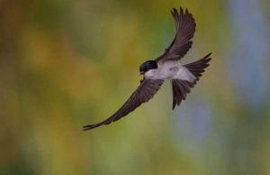 Nidi di balestrucci sotto i cornicioni del museo di Albenga