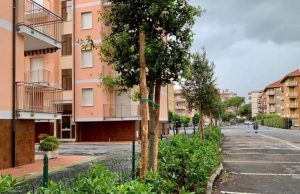 Piantumati i lecci a San Bartolomeo al Mare