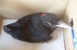 Protezione animali Savona cerca volontari staffettisti