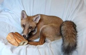 Salvata una giovanissima volpe malata a Ferrania