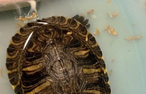 Tartaruga abbandonata in un parcheggio di Pietra Ligure