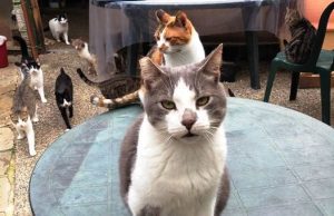 Una stufa per i mici del gattile ENPA di Albissola