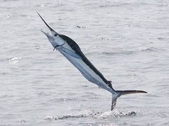 Fase 2, tra Sestri e Riva pescata aguglia imperiale da 20 chili e lunga 1.85 metri