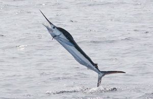 Fase 2, tra Sestri e Riva pescata aguglia imperiale da 20 chili e lunga 1.85 metri