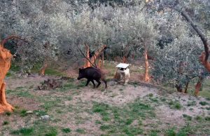 Enpa, consigli in caso d’incontro con cinghiali e gabbiani