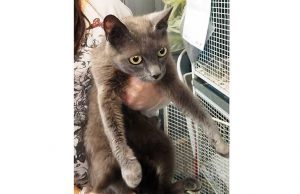 Ritrovata gatta a Sant’Ermete, l’appello di Enpa