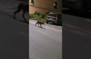 Un lupo affamato nella notte per le strade di Quiliano | Video