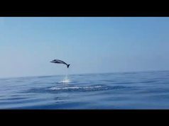 Cucciolo di delfino impigliato in un palangaro, liberato da diportisti | Video