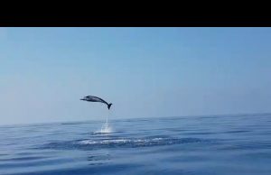 Cucciolo di delfino impigliato in un palangaro, liberato da diportisti | Video