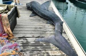 Enpa: addio, giovane femmina di squalo elefante