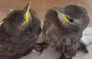 Enpa, salvataggi animali selvatici in seguito ai temporali