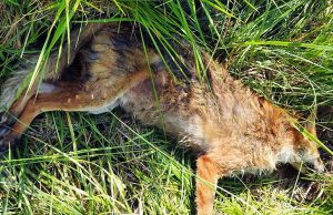 Enpa recupera a Cairo volpe avvelenata, attenzione ai bocconi