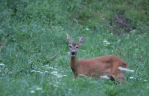 Daino, aggredito da un cane sulle alture di Vado Ligure