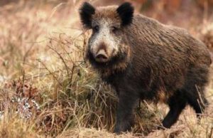 Fauna selvatica, fuori controllo in provincia di Imperia