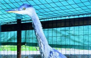 Finalmente libero l’airone soccorso mesi fa a Savona Video