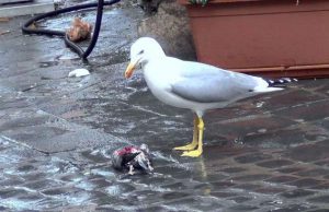 Perseguitati gabbiani reali, colombi e rondoni