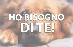 Osiglia, comune invivibile per pesci e gatti