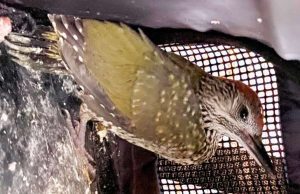 Un picchio verde soccorso dalla Protezione Animali di Celle