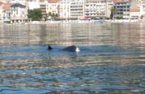 La balena ‘codamozza’ è arrivata nella Baia del Sole | Foto