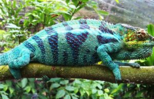 Camaleonte viaggia da Bologna a Pisa con l’autostop