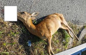 Giovane femmina di capriolo investita a Cairo Montenotte