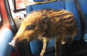 Cinghialino salvato ad Ellera, madre probabile vittima di bracconieri