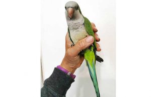 Parrocchetto trovato ad Altare: si trova presso la sede Enpa