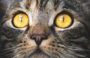 Vado Ligure | Il gatto lo graffia e lui lo uccide barbaramente